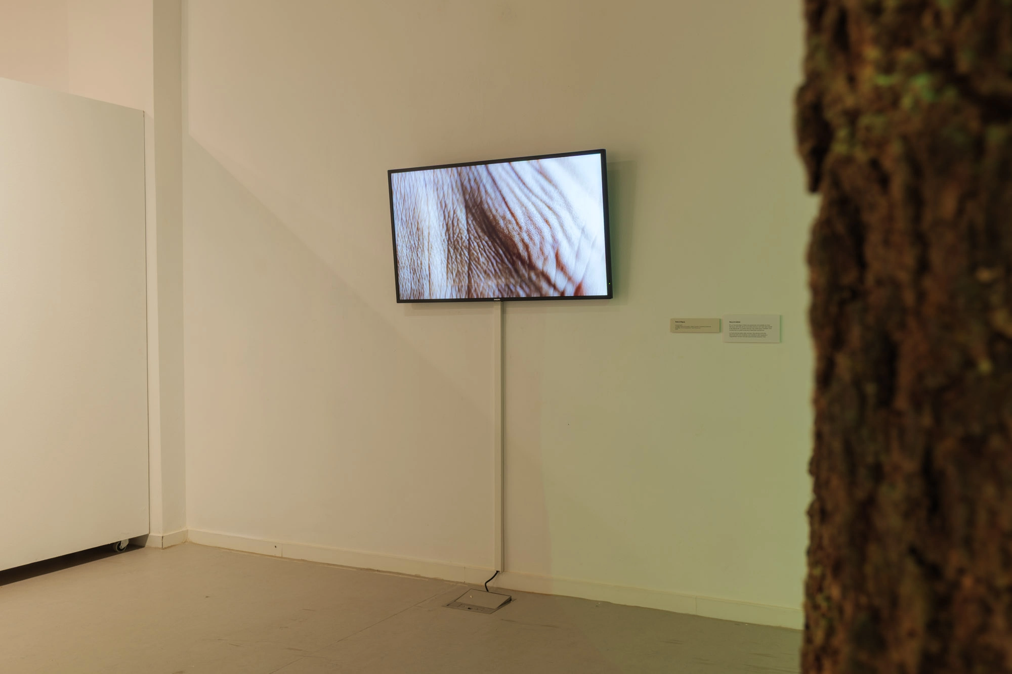 Com pell d'aigua | © Sergi Batlle