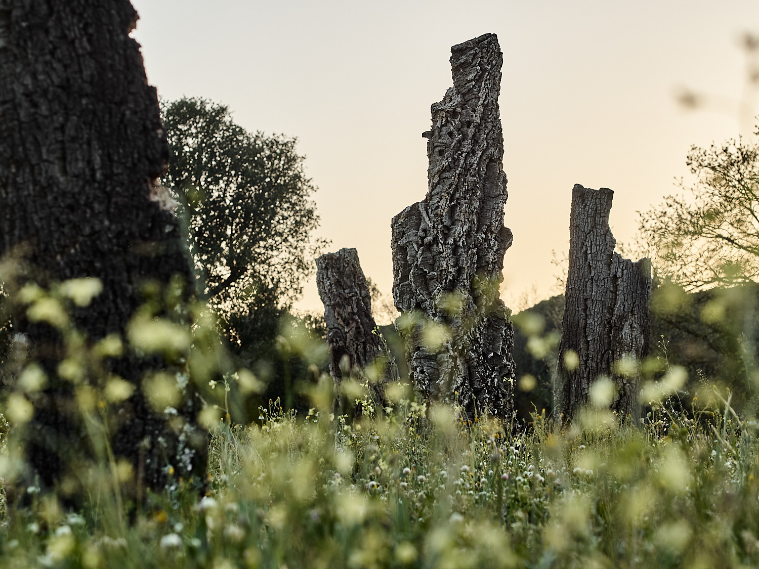 Land Art | Art i Gavarres